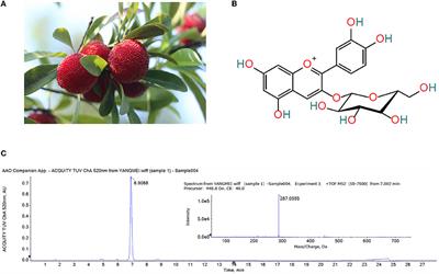 Cyanidin-3-O-glucoside extracted from the Chinese bayberry (Myrica rubra Sieb. et Zucc.) alleviates antibiotic-associated diarrhea by regulating gut microbiota and down-regulating inflammatory factors in NF-κB pathway